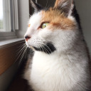 magic-the-cat avatar