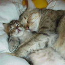 magical-cuddlezz avatar