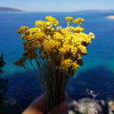 magical-fairytale avatar