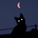 magicalforestcat avatar