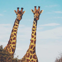 magicalgiraffes-blog avatar