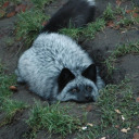 magicalninjamax avatar