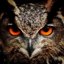 magicalowls avatar