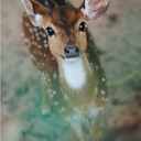 magicalteafairy avatar