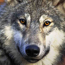 magicalwolves avatar