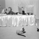 magiccat-blog avatar