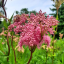 magiccheesecube avatar