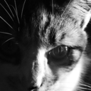 magiccircuspig avatar