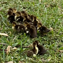 magickgarlick avatar