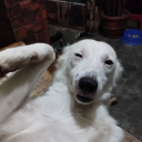 magicknightriderjellyfish02 avatar