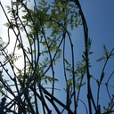 magicofhighwayflowers avatar