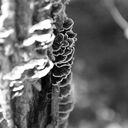 magisteraeneum avatar