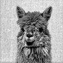 magnificent-gothic-llama avatar