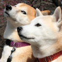 magnificentshibe-blog avatar