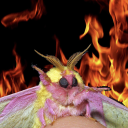 magnificomoonmoth avatar