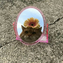 magnolia-denudata avatar