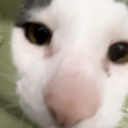 magnolia-liqueur avatar