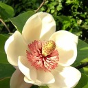 magnoliabeetles avatar