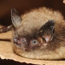 magpie-mondays avatar