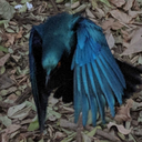 magpie-superstition avatar