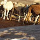 mahdi1212-blog avatar