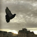 mahi97sh-blog avatar