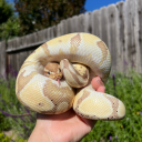 mahnisreptiles avatar