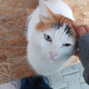 mahserinbeyazatlisi avatar