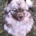 maiathegermanspitz avatar