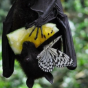 maid-fruitbat avatar