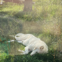 maidensfairie avatar