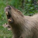 maihinnousuhumala avatar