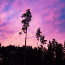 maintainingwonderland-blog avatar