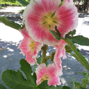 maireencorrigan avatar