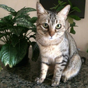 mais-uma-dose-pfv avatar