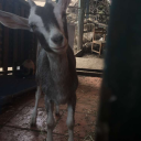 maito-gaisensei avatar