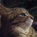 majestic-demon-cat avatar