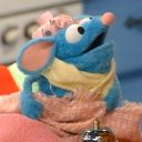 majestic-salad avatar