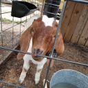 majesticgrape99 avatar