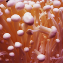 majesticmushrooms avatar