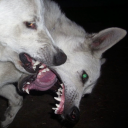 majikmountain avatar