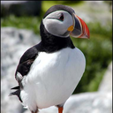 major-trouble avatar