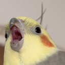 majornougat-blog avatar