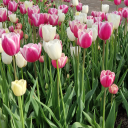 make-love-never-war-blog avatar