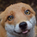 make-love-to-gypsies avatar