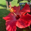 make-stims-not-war avatar