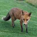 makemedostuff avatar