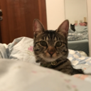 maketeanotloveee avatar