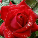 makineli1234-blog avatar