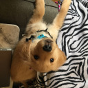 makingsofdreamsandwishes avatar